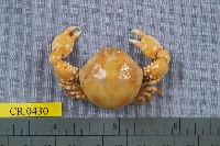 藏品(鴨額玉蟹)的圖片
